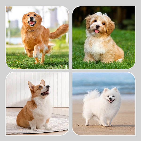 【🐶Izbor slatkih kućnih ljubimaca】🎉8 artikala neklizajućih vodootpornih čarapa za pse