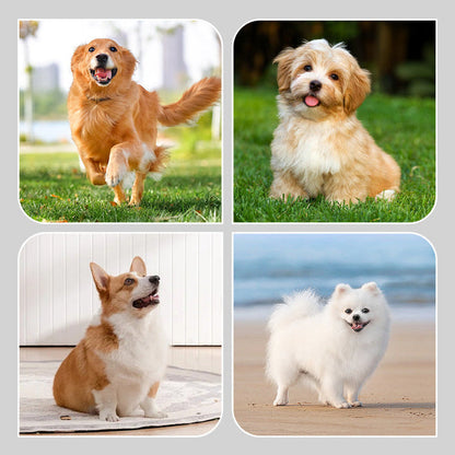 【🐶Izbor slatkih kućnih ljubimaca】🎉8 artikala neklizajućih vodootpornih čarapa za pse